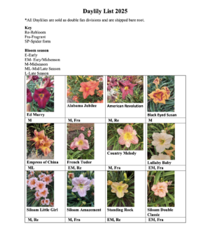 Premium Daylily Starts - NATURALLY GROWN